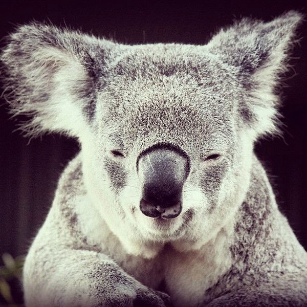 Александр Самойлов