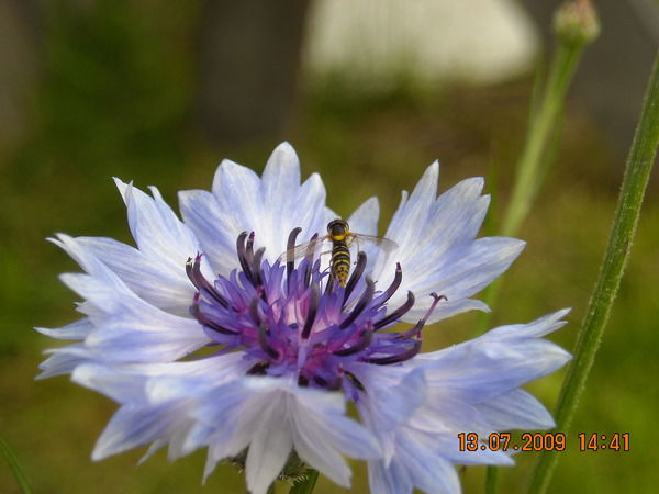 Надежда Аверьянова