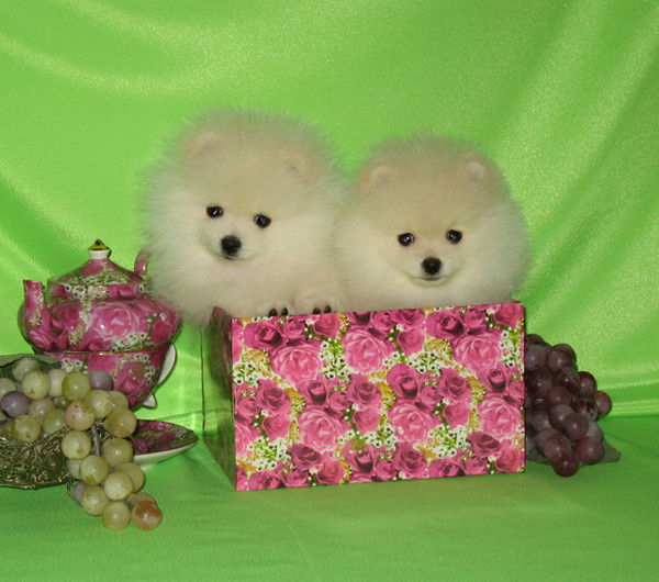 ******_ Krasno _ Glazaya******