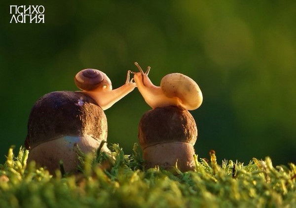 Шолпан Шолпанка