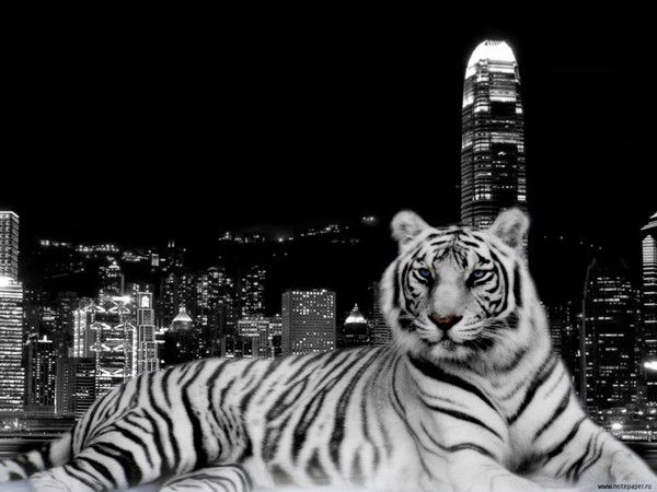 Борис Брагаренко