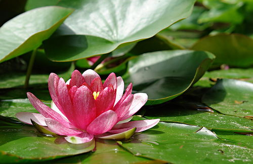 Жанна Александрова