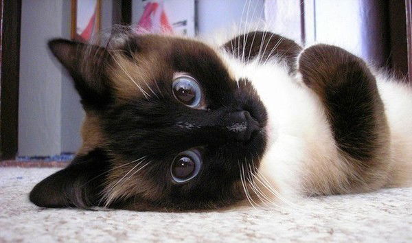 Тамара Дмитриева