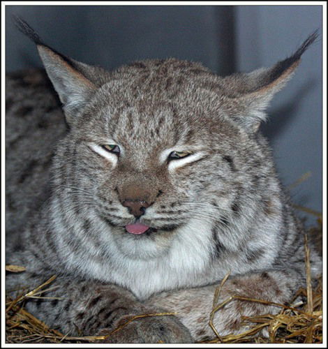 Василий Демьянов