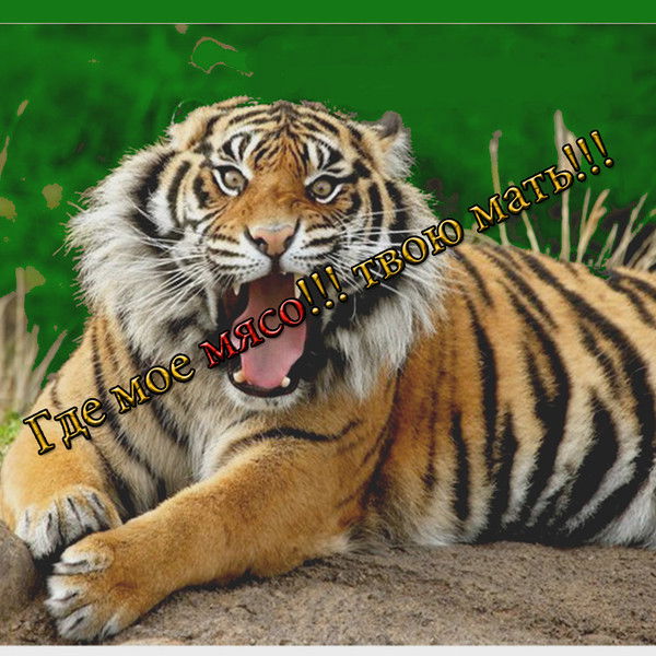 Анти Биотик