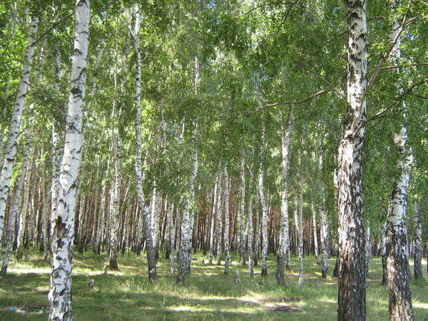 Елена Михайловна