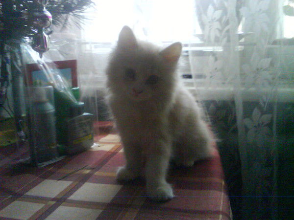 Анастасия Попова