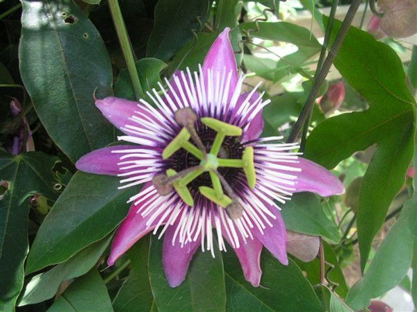 Айрис Санни