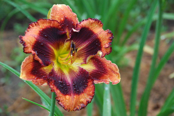 Елена Хуснулина