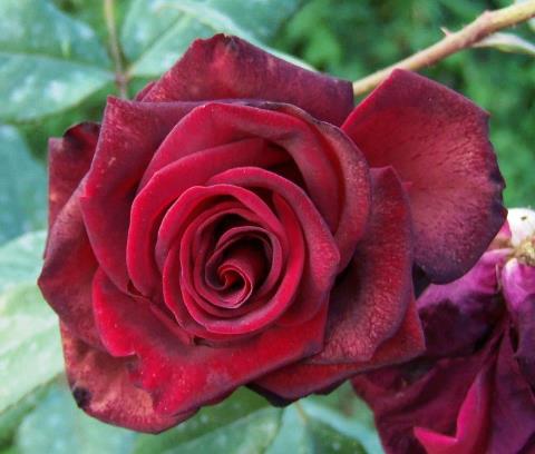 Елена Ульянова