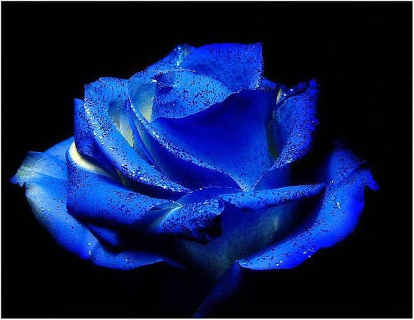 Саида Будунова