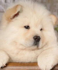 Ангелина Сермавбрина