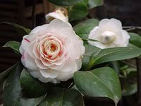 Анна Сикидина