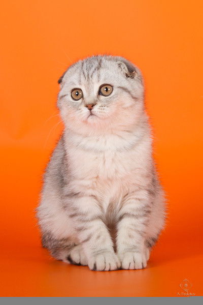 Ольга Григорьева