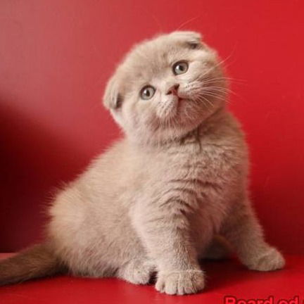 Полина Ожиганова