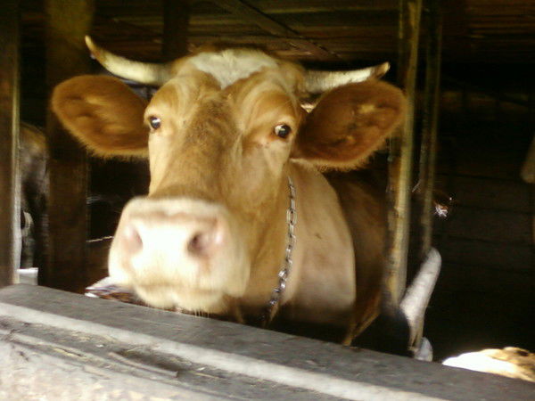 Галина Петрова