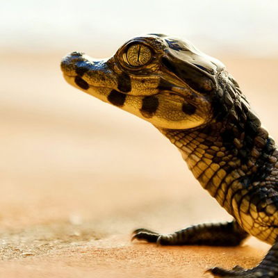 Славик Степанов