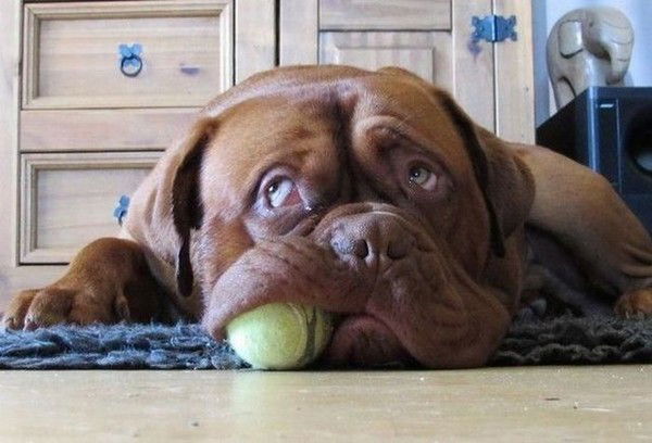 Владимир Кривенков