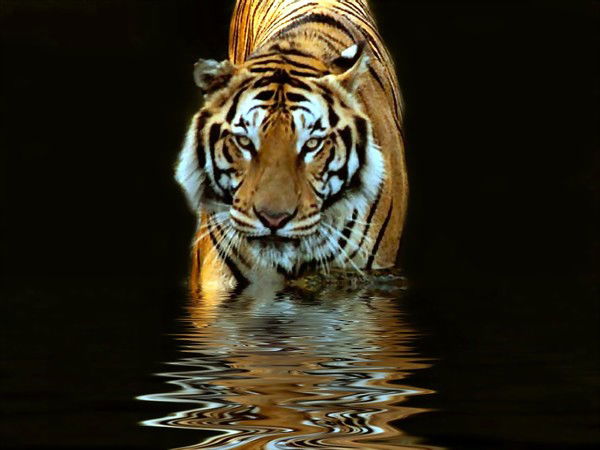 Анна Гайдаш (Грозовская)