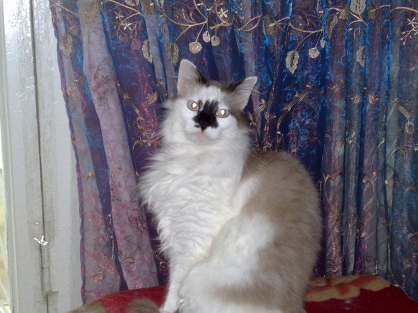 Владимир Алушта