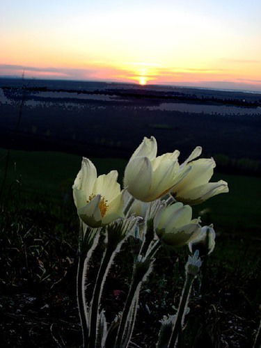 Елена Дмитриева