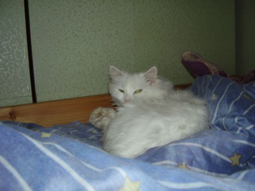 Татьяна Герман