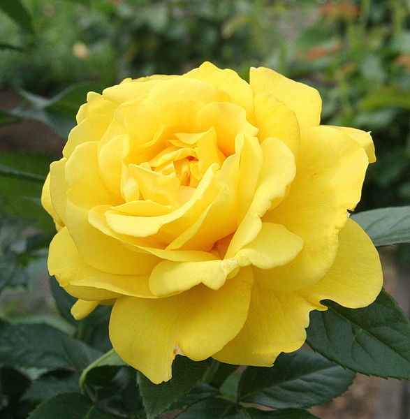 ((Девушка Загадка))