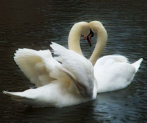 Алена Яковлева