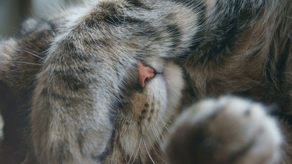 Полина Бабкина