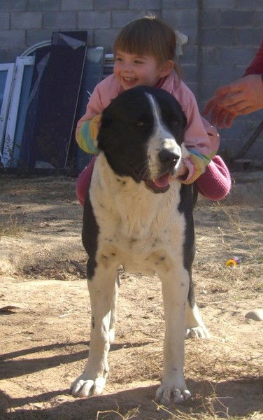 Тимур Ахметжанов