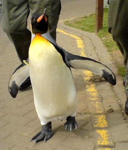 Василий Пашин