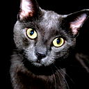 Егор Песоцкий