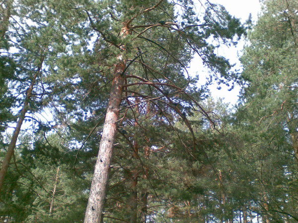 Константин Машаров