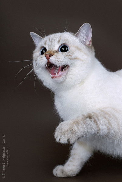 Татьяна Феденёва