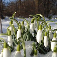 Гульнара Латыпова