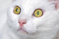 Yana Mальцева