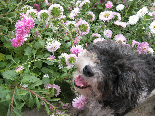 Николай Симанов