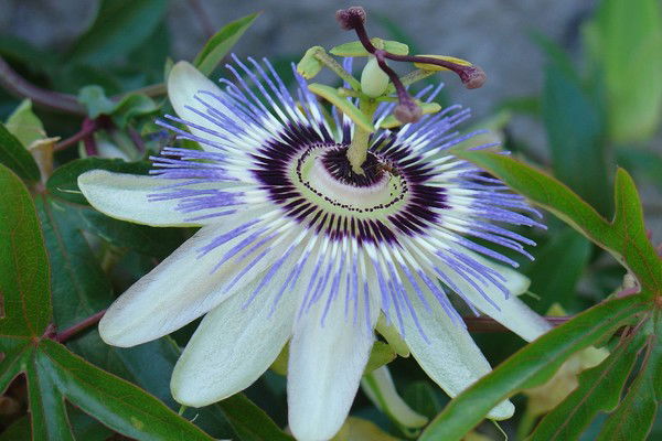 Нигара Даулетбаева