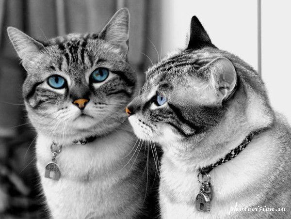 Незнакомка Незнакомая