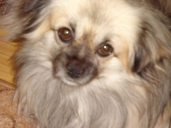 Людмила Горбенко