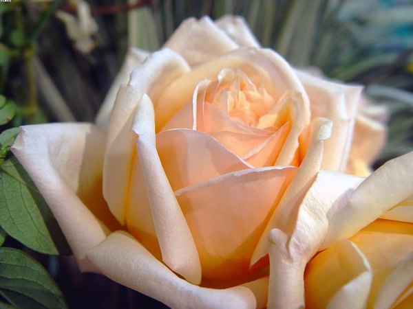 Альфия Ферингер