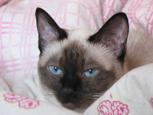 Елена Богданова