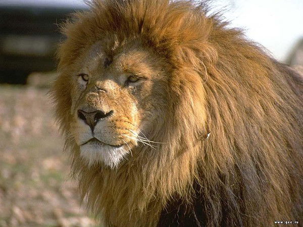 Шахбоз Рахмонов