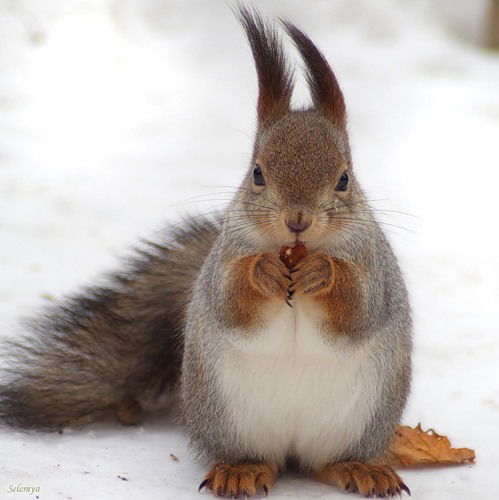 Константин Колесников