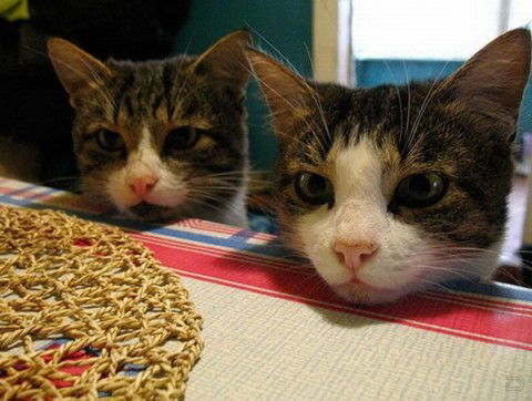 Елена Пупынина