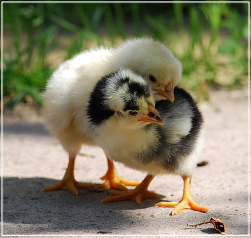 Елена Шабалина