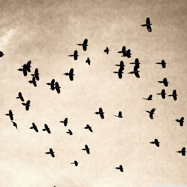 Софья Вахрушева