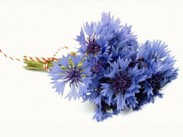 Василина Дармидонтова