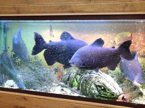 Валерия Родькина