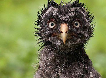 Алексей Шаволин